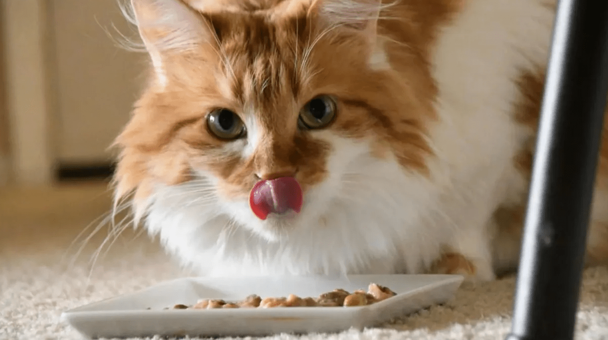 Think again when giving your cats too much food!