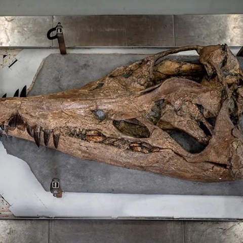150 Million Year Old 'Sea Monster' Found in England