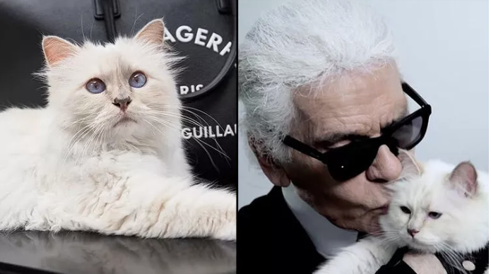The world's richest cat is waiting to receive his million-dollar inheritance: He's been invited to the Met Gala!