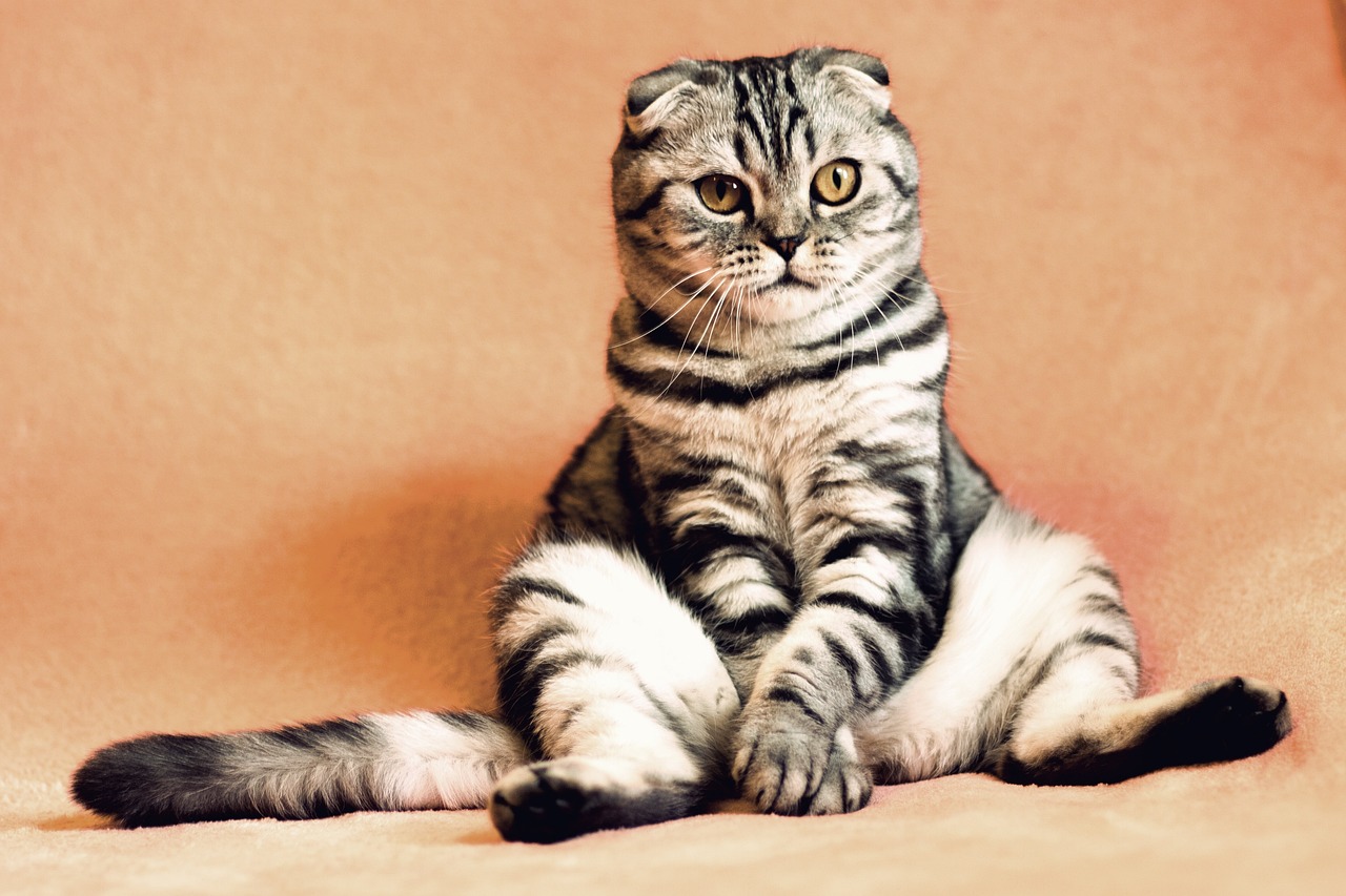 Why did cats become domesticated? Because they wanted to, of course.