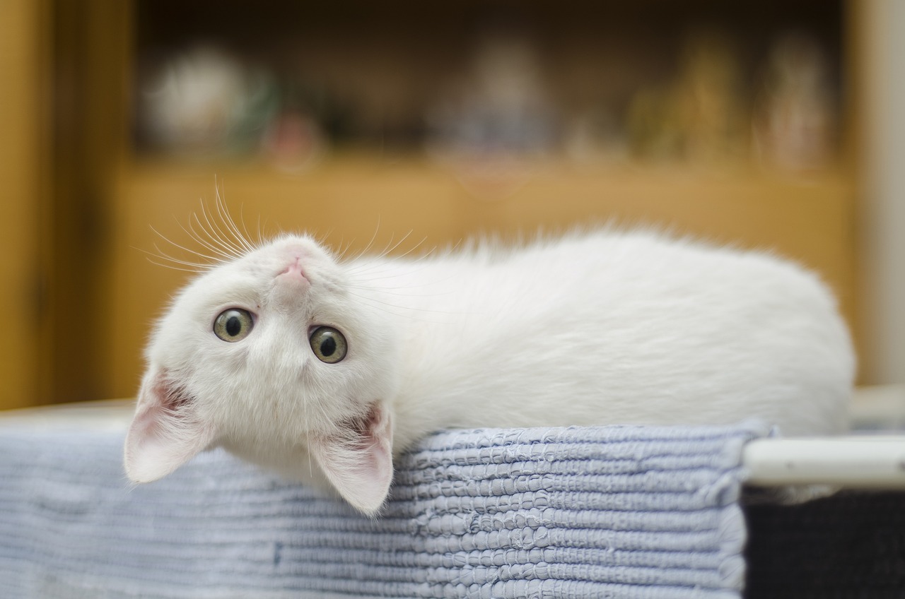 Why did cats become domesticated? Because they wanted to, of course. 8