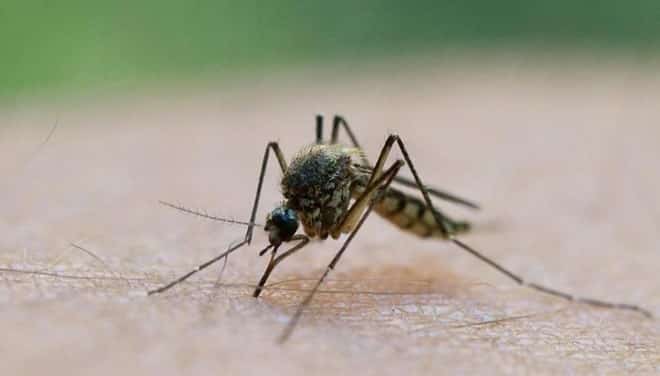 "Can flies carry Covid-19 virus? Can flies, mosquitoes transmit coronavirus covid-19 virus?" 1
