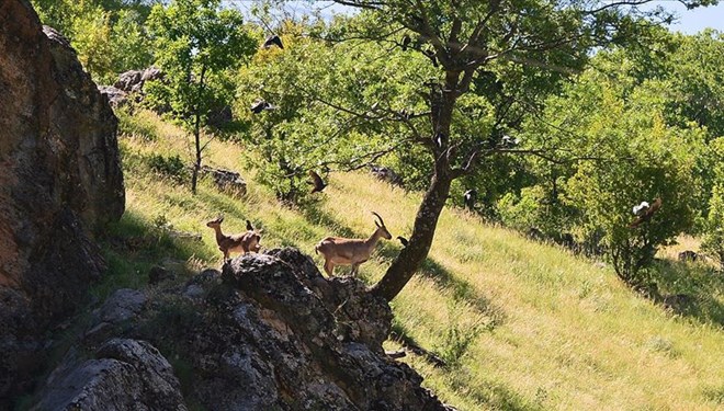 Tunceli'de dağ keçileri kurtuldu 1
