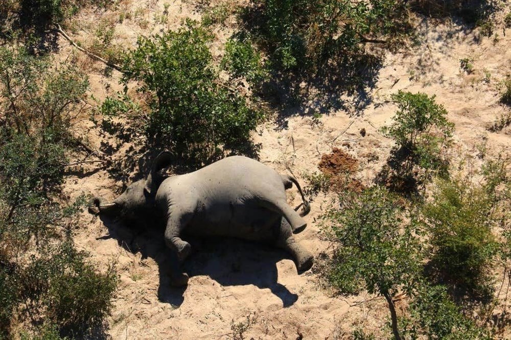 350’den fazla fil yüzlerinin üzerine düşmüş halde cansız bulundu 2