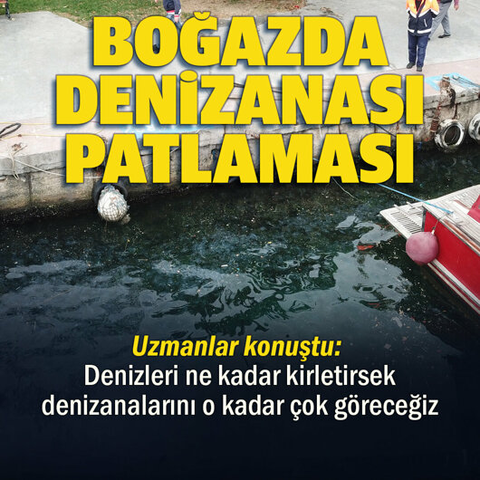 Denizanaları Boğaz'ı istila etti, Balıkçılar isyanda