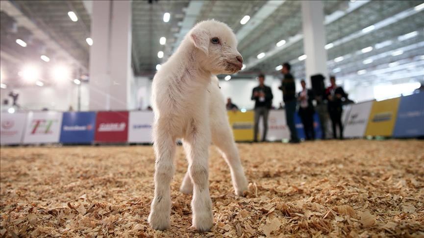 agriculture and livestock sectors most fair will be held in Turkey in 2021 Of the 387 fairs to be held next year, 46 will be organized in agriculture and animal husbandry and 32 in food sectors. The exhibition schedule next year in Turkey particular, while a total of 387 fairs will be held from 46 agriculture and animal husbandry. According to the correspondent of Turkey to the information prepared by the Union of Chambers and Commodity Exchanges compiled from Fair calendar year 2021, 143 of the fair will be held next year will be at the international level. The agriculture and livestock and food sectors, whose importance has increased and continue to grow continuously during the new type of coronavirus (Kovid-19) epidemic, will be the areas where the most fairs will be held. In this context, 46 fairs on the agriculture and livestock sector and 32 on the food sector will be organized. Istanbul will stand out in agriculture, livestock and food fairs Istanbul will be the city that will host the most events in the field of agriculture and livestock with 5 fairs. Tekirdağ is followed by 4 fairs, Balıkesir and Bursa with 3 fairs. According to the fair calendar, 2 each in Adana, Antalya, Kayseri, Kırklareli, Konya, Mersin and Muğla provinces, Aydın, Batman, Burdur, Çorum, Denizli, Edirne, Eskişehir, Isparta, İzmir, Manisa, Mardin, Sakarya, Samsun, Şanlıurfa, An agriculture and livestock fair will be held in Uşak, Ordu and Yozgat. 36 of the 46 fairs in the field of agriculture and animal husbandry will be specialized and 10 will be international. These fairs will be held especially in September and November. Istanbul is ahead in food fairs too Istanbul stands out with 11 fairs in the food sector. This province will be followed by Antalya, İzmir and Mersin with three fairs, followed by 2 fairs in Eskişehir. Aydın, Batman, Bursa, Kayseri, Mardin, Manisa, Ordu, Samsun, Şanlıurfa and Yozgat will be other provinces where the fair will be organized. Of the 32 fairs in the food sector, 18 will be specialized and 14 will be international. These fairs will focus on February, March and September.