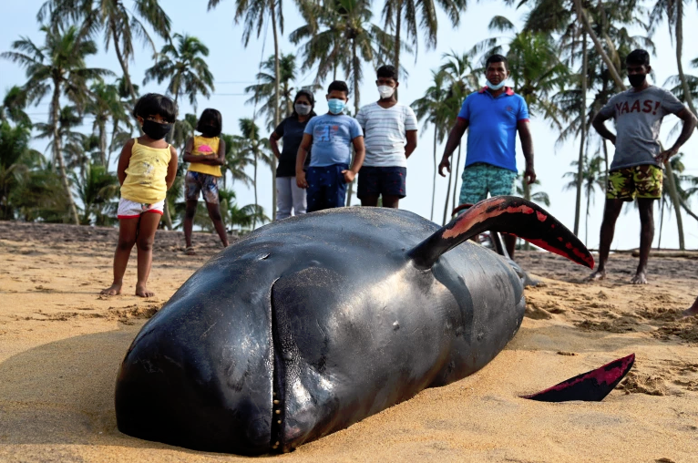 Sri Lanka'da sahile çıkan 120 balina kurtarıldı