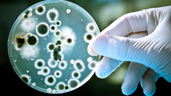 Bilim adamları, 3 boyutlu nesneler üretmek için bakterileri kullanıyor
