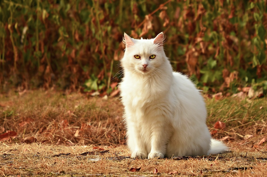 Beyaz Kedi