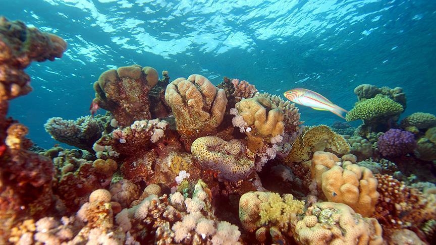 Dünyadaki mercan resifinin yüzde 14'ü yok oldu