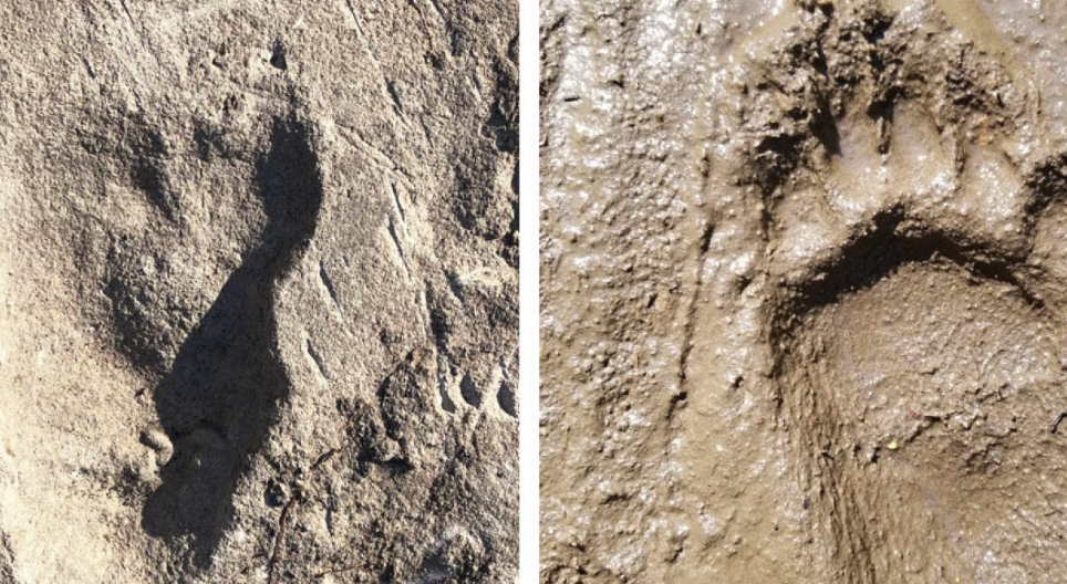 A 3.7-million-year footprint could change what we know about evolution
