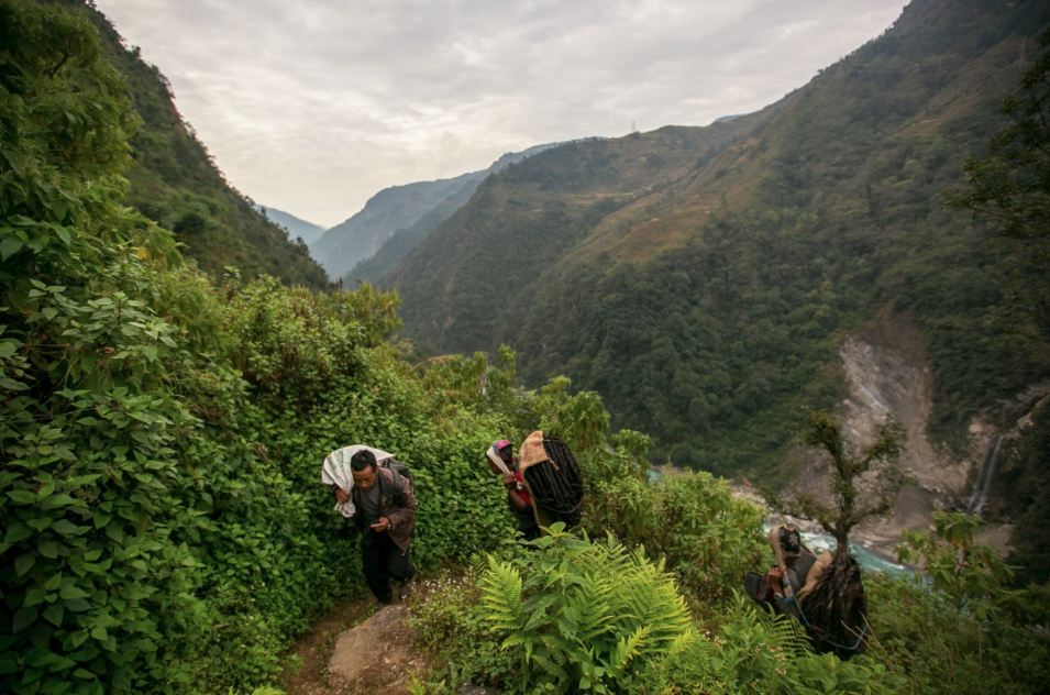Nepal'in bal avcıları hayatlarını nasıl riske atıyor?