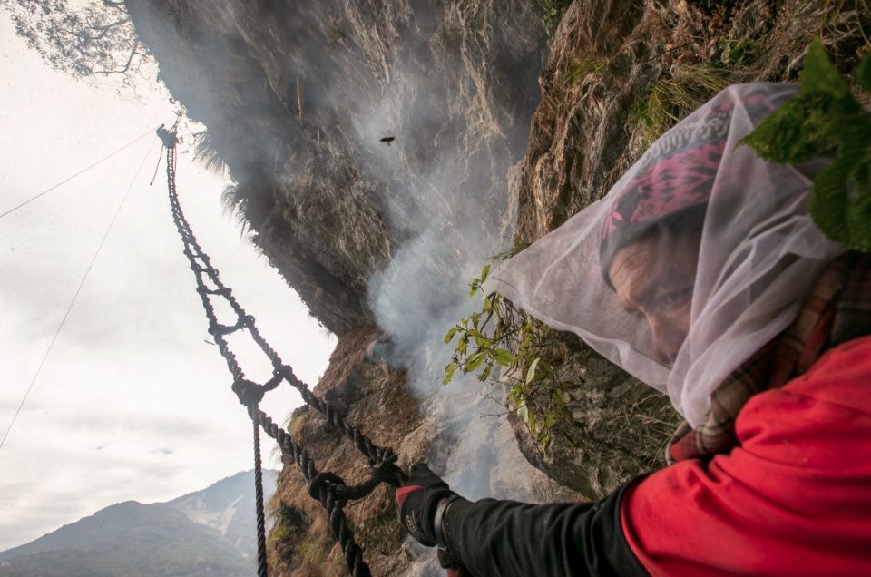 Nepal'in bal avcıları hayatlarını nasıl riske atıyor? 4