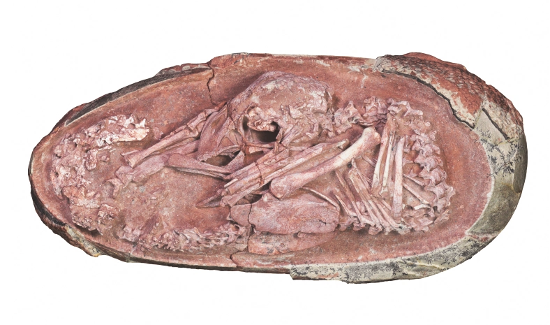 66 milyon yıl öncesine ait mükemmel muhafaza edilmiş dinozor embriyosu bulundu