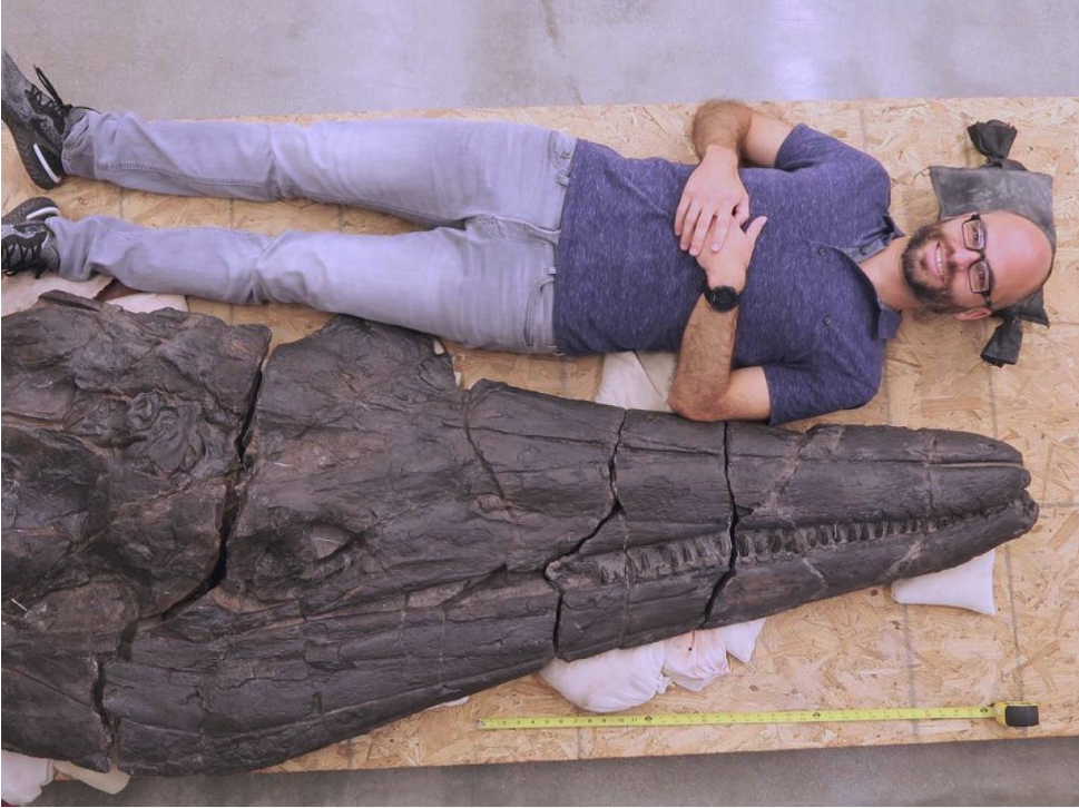 Human-size skull only: Extraordinarily large 'sea monster' discovered