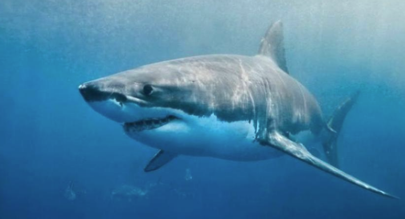 Köpekbalıkları koronavirüs varyantlarına karşı koruma sağlayabilir