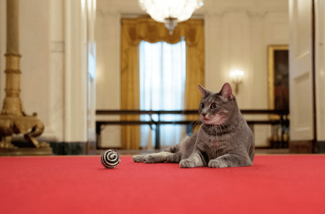The White House now has a cat: Willow's first photos released