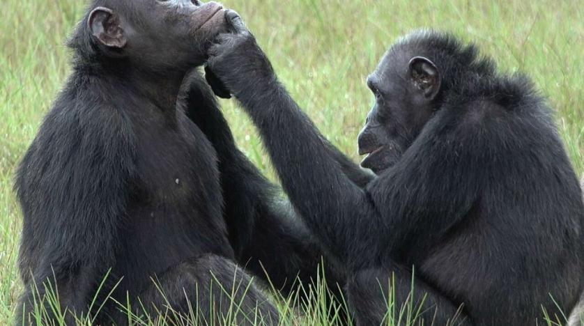 Treating Wounds with Insects: The Strange Habits of Gabon Chimps 6