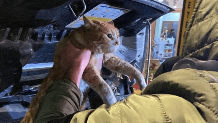 Cat rescued after getting into truck's engine