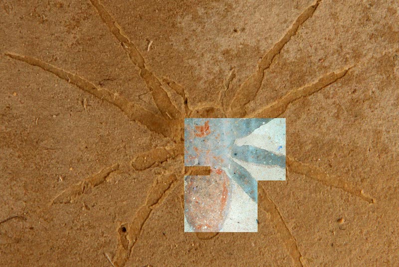 2 Million-Year-Old Glowing Spider Fossils Found in France 1