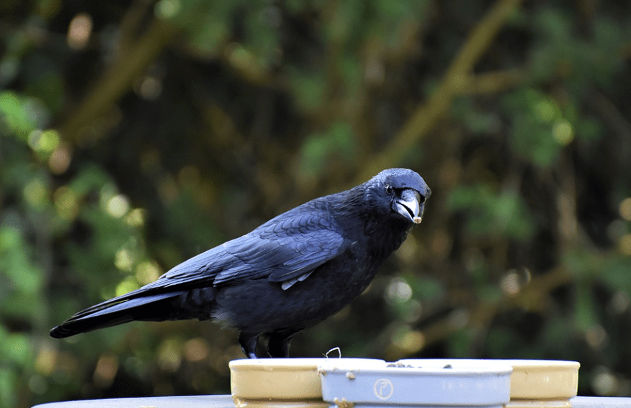 How did crows and ravens take over the world? Results of the latest scientific research
