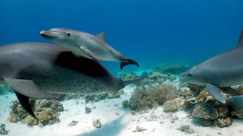 Dolphins treat skin diseases with coral reef mucus