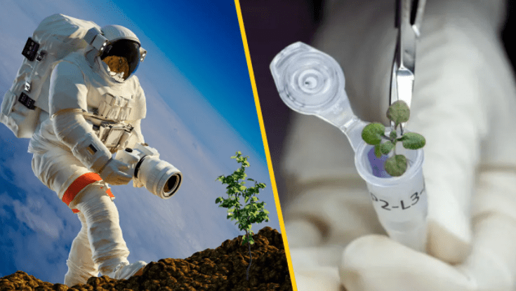 Scientists have grown plants in the lunar soil!