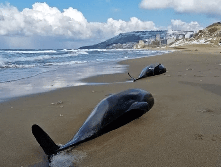 The reason for the dead dolphins that washed up on Turkey's Black Sea coast could be the 'Ukrainian war'