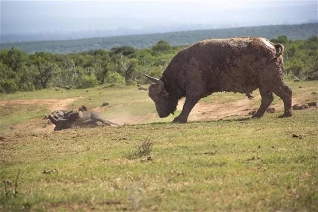 Buffalo made the mistake of a lifetime! İt relied on his size and attacked a baby elephant. 4