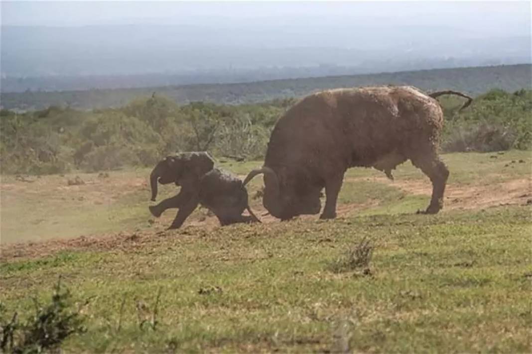 Buffalo made the mistake of a lifetime! İt relied on his size and attacked a baby elephant. 3