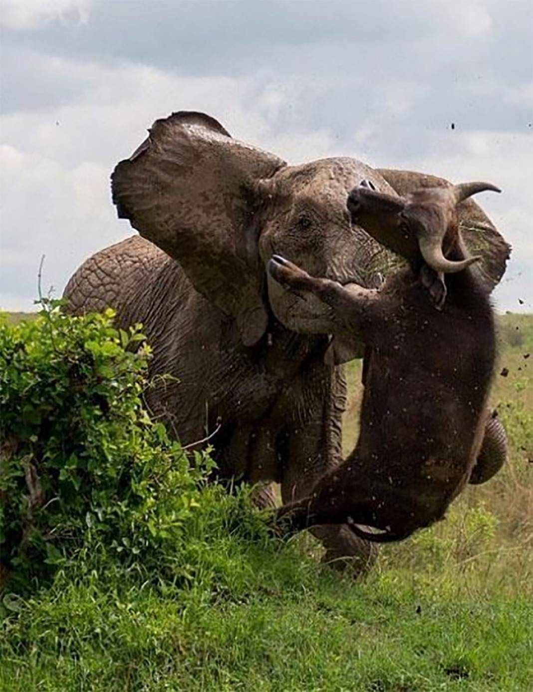 Buffalo made the mistake of a lifetime! İt relied on his size and attacked a baby elephant. 5