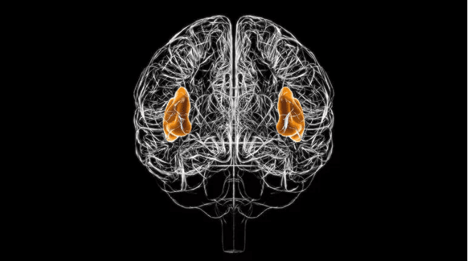 Beynin insular korteks kısmı