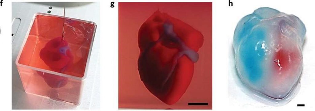 10 interesting examples of the use of 3D printers in organ production 2