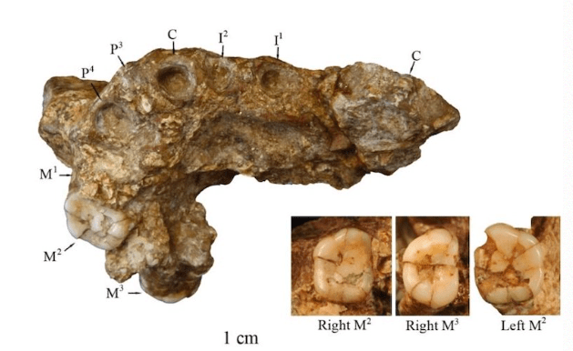 Homo erectus found in China may be one of the first inhabitants of the region