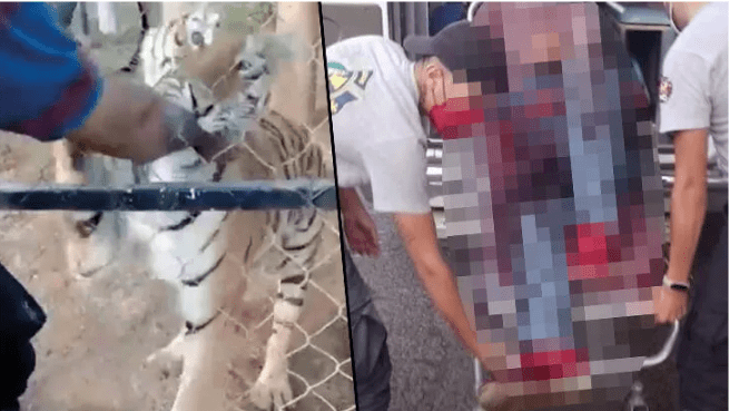 Location Mexico Tiger kills its caretaker