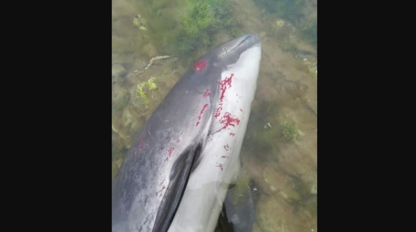 Thousands of dolphins died due to the Russian-Ukrainian war 1