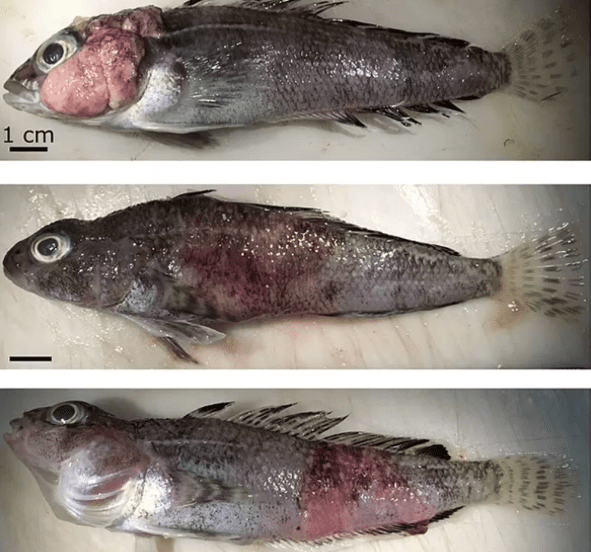 Global warming causes a never-before-seen outbreak of skin tumors in fish 4