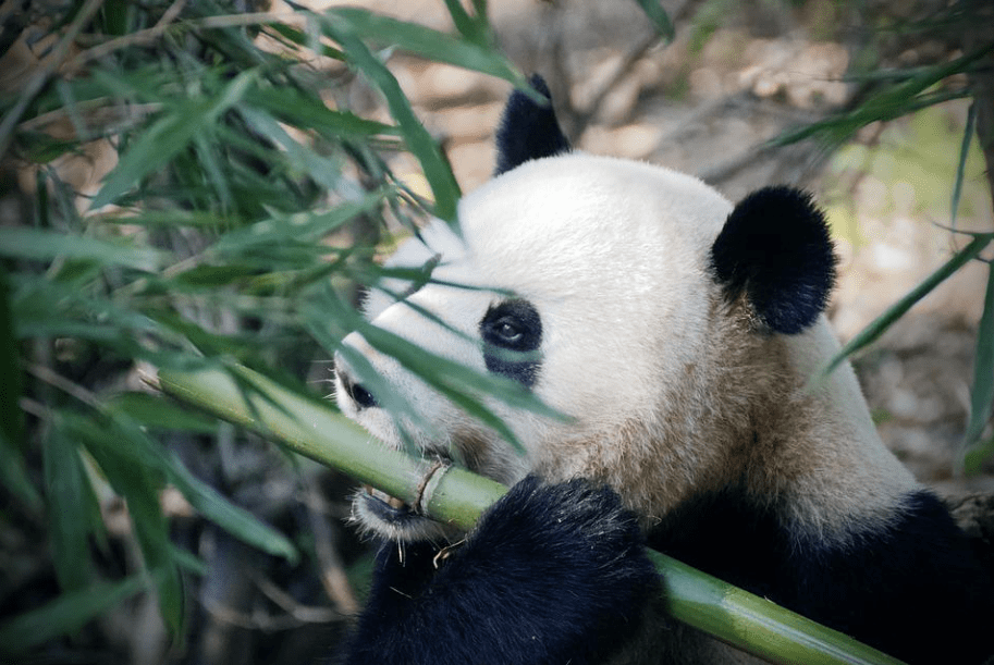 Pandas have been eating bamboo for 6 million years 1