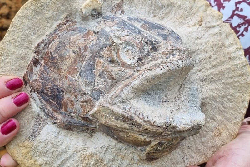 Well-Preserved Fish Fossils Found in England 6