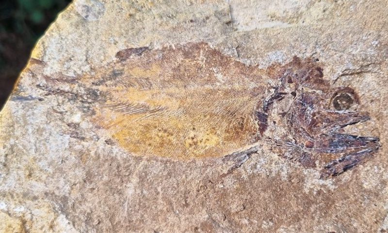 Well-Preserved Fish Fossils Found in England 7