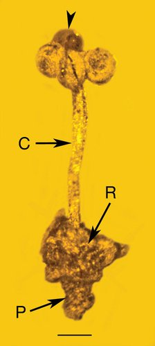An Amber-Trapped Wasp, Flower, and Fly Reveal a 30-Million-Year-Old Microcosm 1