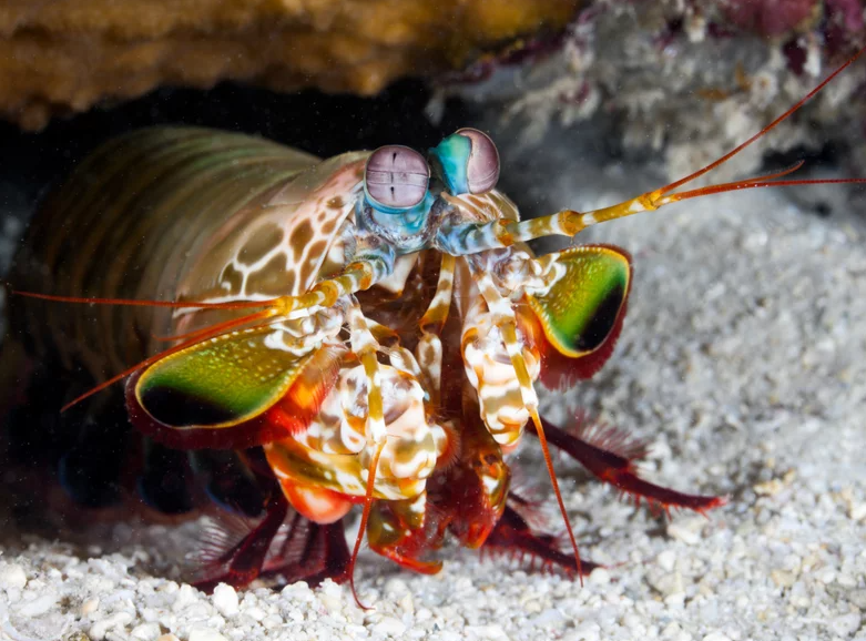 The World's Strongest Fist: Mantis Shrimp 2
