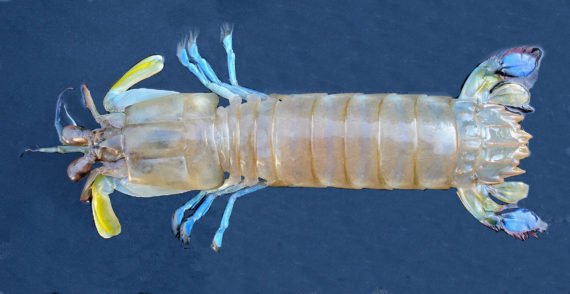The World's Strongest Fist: Mantis Shrimp 3