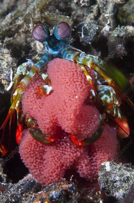 The World's Strongest Fist: Mantis Shrimp 1