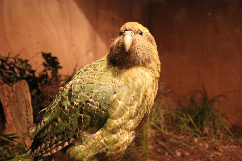 An endemic Kakapo