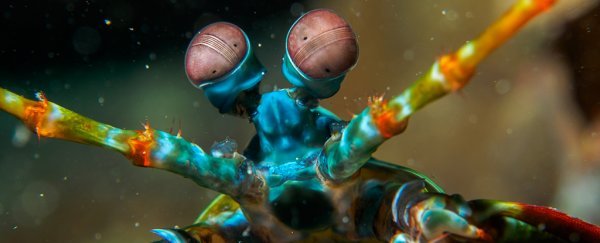 The World's Strongest Fist: Mantis Shrimp 4