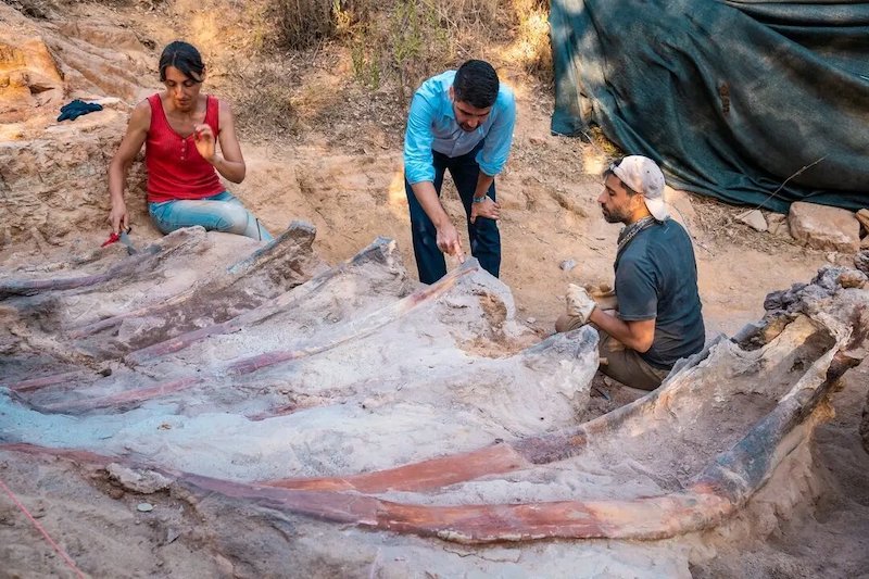 Europe's Largest Dinosaur Skeleton Found in Portugal 1