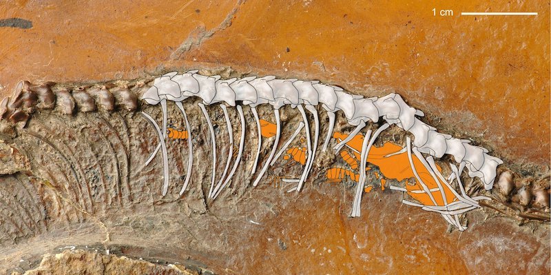 47 Million Year Old Snake Fossil Evidence of Live Birth 2