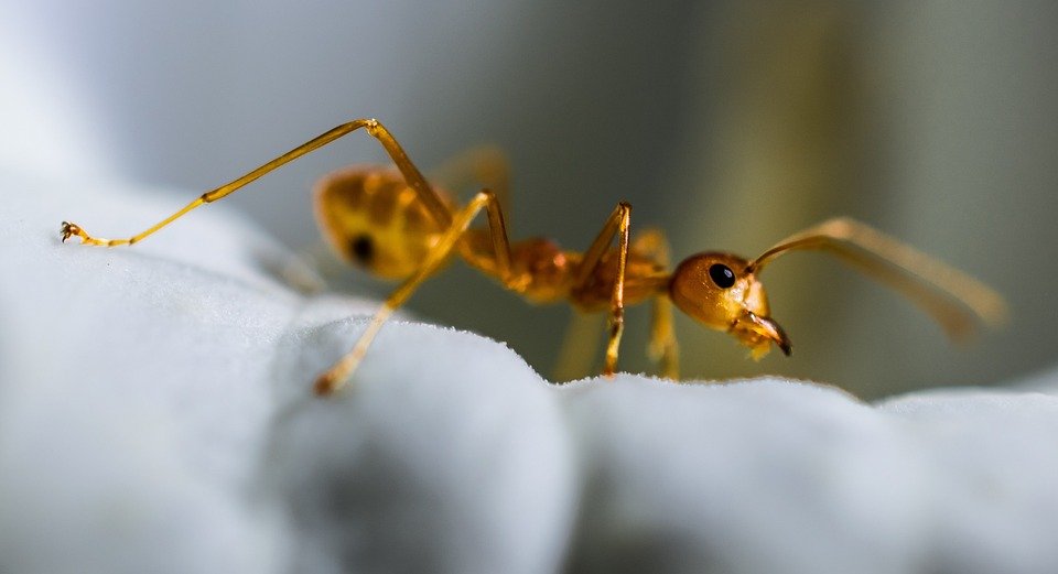 Cancer-sniffing ants are just as good as dogs in detecting sickness.
