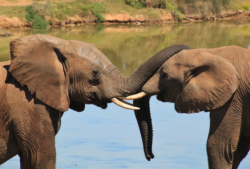 Do Elephants Really 'Never Forget'? 1